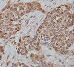 CEACAM8 Antibody in Immunohistochemistry (Paraffin) (IHC (P))