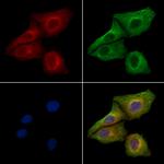 MFGE8 (Lactadherin) Polyclonal Antibody