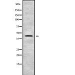MFGE8 (Lactadherin) Antibody in Western Blot (WB)