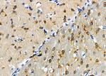 GLP2R Antibody in Immunohistochemistry (Paraffin) (IHC (P))
