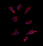 OR52R1 Antibody in Immunocytochemistry (ICC/IF)