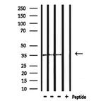 OR52R1 Antibody in Western Blot (WB)