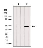 ARL13B Antibody in Western Blot (WB)