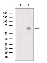 ARL13B Polyclonal Antibody