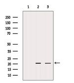 Centrin 1 Antibody in Western Blot (WB)