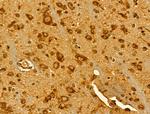ETEA Antibody in Immunohistochemistry (Paraffin) (IHC (P))