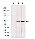 NOB1 Antibody in Western Blot (WB)
