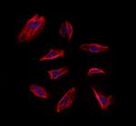 MEST Polyclonal Antibody