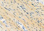 MEST Antibody in Immunohistochemistry (Paraffin) (IHC (P))