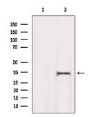 MEST Antibody in Western Blot (WB)