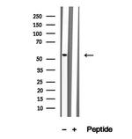 Staufen Antibody in Western Blot (WB)