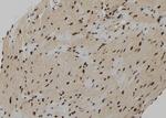 CXXC5 Antibody in Immunohistochemistry (Paraffin) (IHC (P))