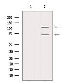 FAM65B Antibody in Western Blot (WB)