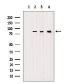 LETM1 Polyclonal Antibody