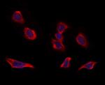 RIC8B Antibody in Immunocytochemistry (ICC/IF)