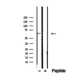 RIC8B Antibody in Western Blot (WB)