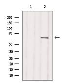 RIC8B Antibody in Western Blot (WB)