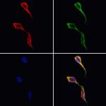 DNAJB12 Polyclonal Antibody