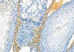 DNAJB12 Antibody in Immunohistochemistry (Paraffin) (IHC (P))