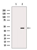 DNAJB12 Antibody in Western Blot (WB)