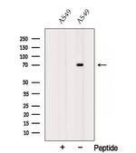SOX5 Polyclonal Antibody