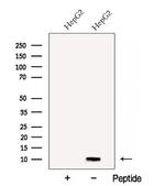 FAM195A Antibody in Western Blot (WB)