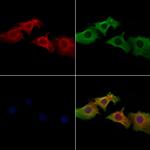 MOB3B Polyclonal Antibody
