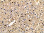 MICS1 Antibody in Immunohistochemistry (Paraffin) (IHC (P))
