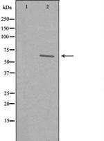 REC8 Polyclonal Antibody
