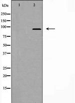 FAM35A/FAM35B Polyclonal Antibody