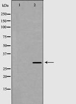 HLA-DRA Antibody in Western Blot (WB)