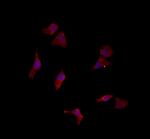 LETMD1 Polyclonal Antibody