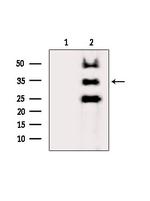 AZGP1 Polyclonal Antibody