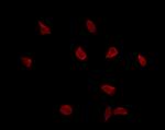 T-bet Polyclonal Antibody