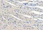 CRTC3 Polyclonal Antibody