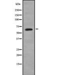 EBF1 Polyclonal Antibody