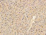 MSP Polyclonal Antibody