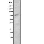 GUCY1A3 Polyclonal Antibody