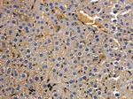 TRBC1 Antibody in Immunohistochemistry (Paraffin) (IHC (P))