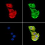 HSPA4 Polyclonal Antibody