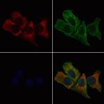 RPL27 Polyclonal Antibody