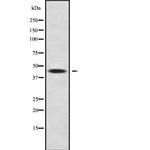 CPO Antibody in Western Blot (WB)