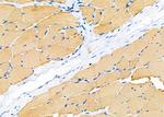GNG13 Antibody in Immunohistochemistry (Paraffin) (IHC (P))