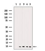 GNG13 Antibody in Western Blot (WB)