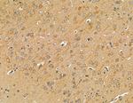 RhoGAP4 Antibody in Immunohistochemistry (Paraffin) (IHC (P))