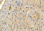 CCL27 Antibody in Immunohistochemistry (Paraffin) (IHC (P))