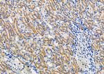 CCL27 Antibody in Immunohistochemistry (Paraffin) (IHC (P))