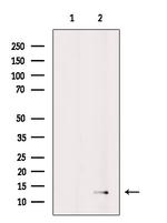 CCL27 Antibody in Western Blot (WB)