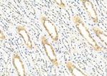 TRAPPC1 Antibody in Immunohistochemistry (Paraffin) (IHC (P))