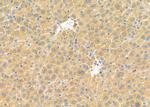 TRAPPC1 Antibody in Immunohistochemistry (Paraffin) (IHC (P))